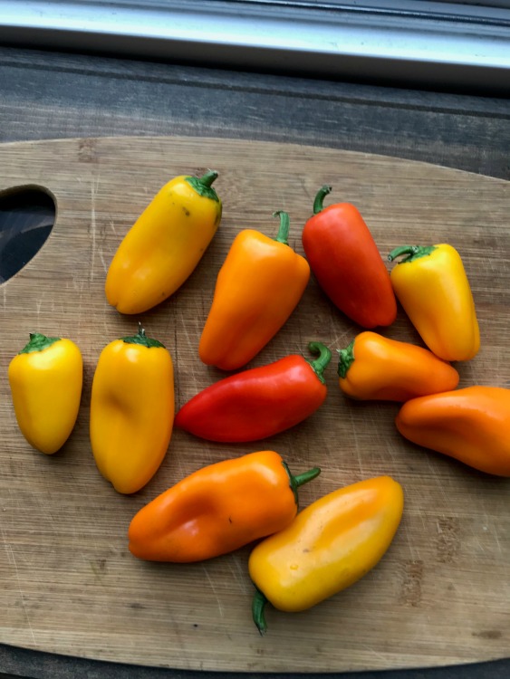 Small yellow, orange and red sweet peppers on cutting board