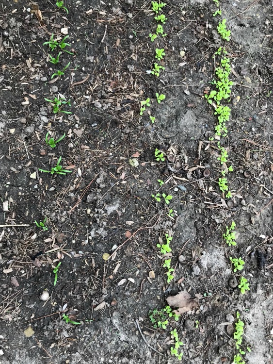 Spinach and lettuce growing in a garden