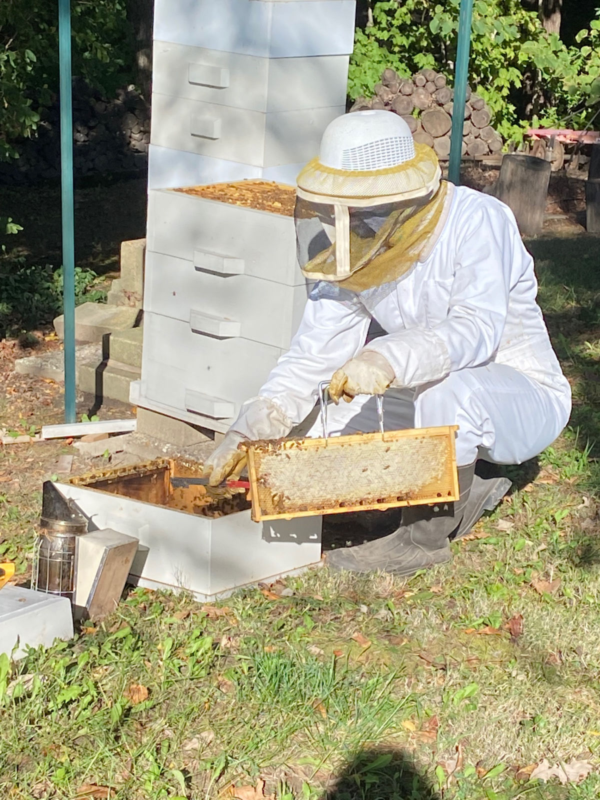 Man in a bee suit extracting honey from the bee hives. 